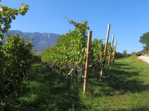 Heavily laden Red/Rosso/Rot Wine Grape Vines.